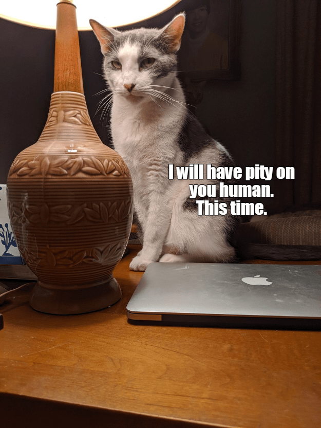 This time. - Lolcats - lol | cat memes | funny cats | funny cat