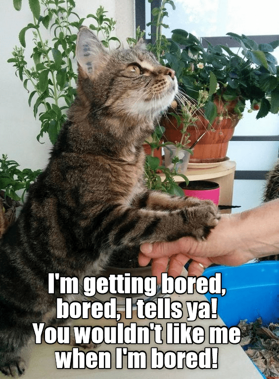 Bored kitties will create excitement... - Lolcats - lol | cat memes ...