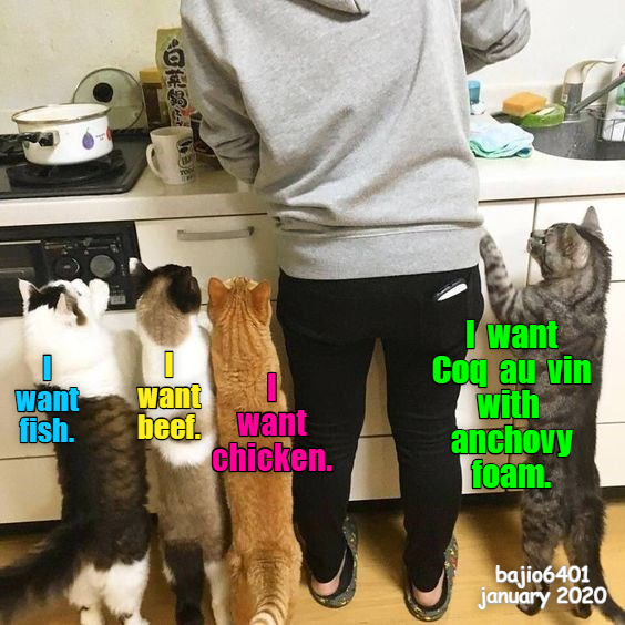 WHEN YOU HAVE THAT ONE PICKY EATER Lolcats lol cat memes funny