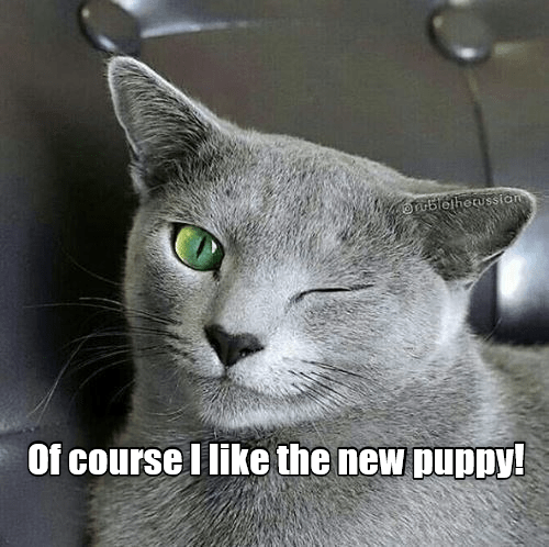 Of course I like the new puppy! - Lolcats - lol | cat memes | funny ...
