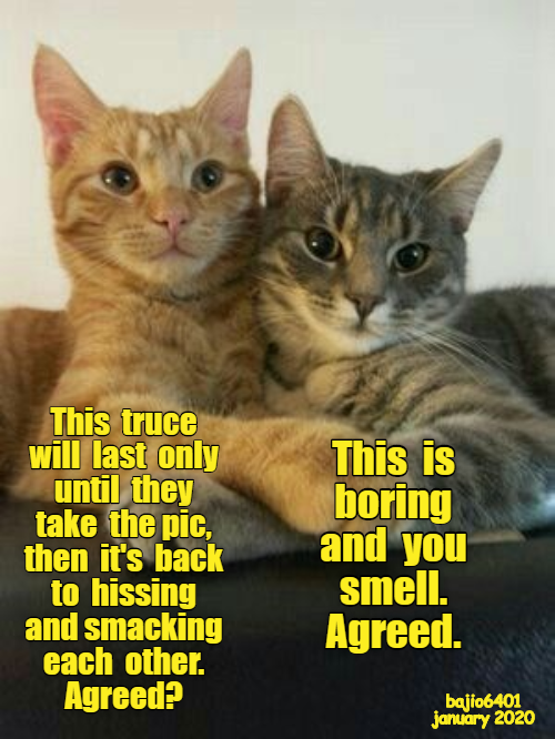 GOT TO GET BACK TO OUR NORMAL ROUTINE - Lolcats - lol | cat memes ...