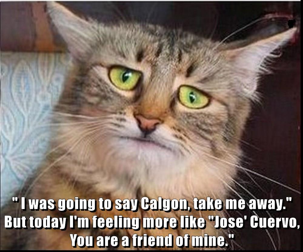 One Of Those Days Lolcats Lol Cat Memes Funny Cats Funny Cat Pictures With Words On Them Funny Pictures Lol Cat Memes Lol Cats