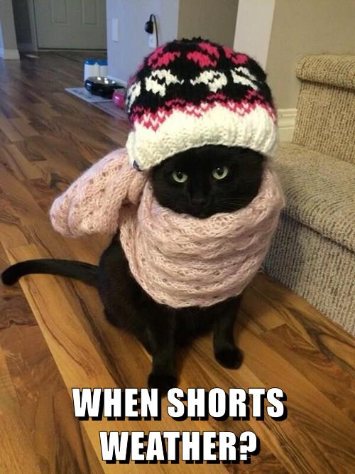 WHEN SHORTS WEATHER? - Lolcats - lol | cat memes | funny cats | funny ...