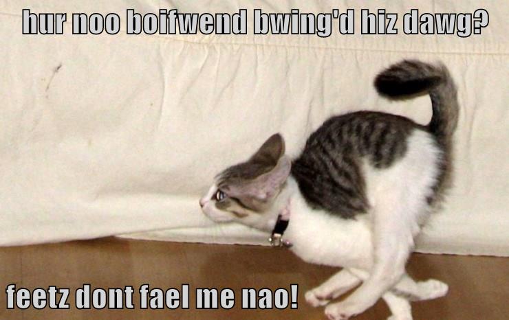 Don't fail me nao! - Lolcats - lol | cat memes | funny cats | funny cat ...