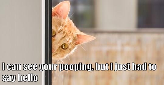 Hello there - Lolcats - lol | cat memes | funny cats | funny cat ...