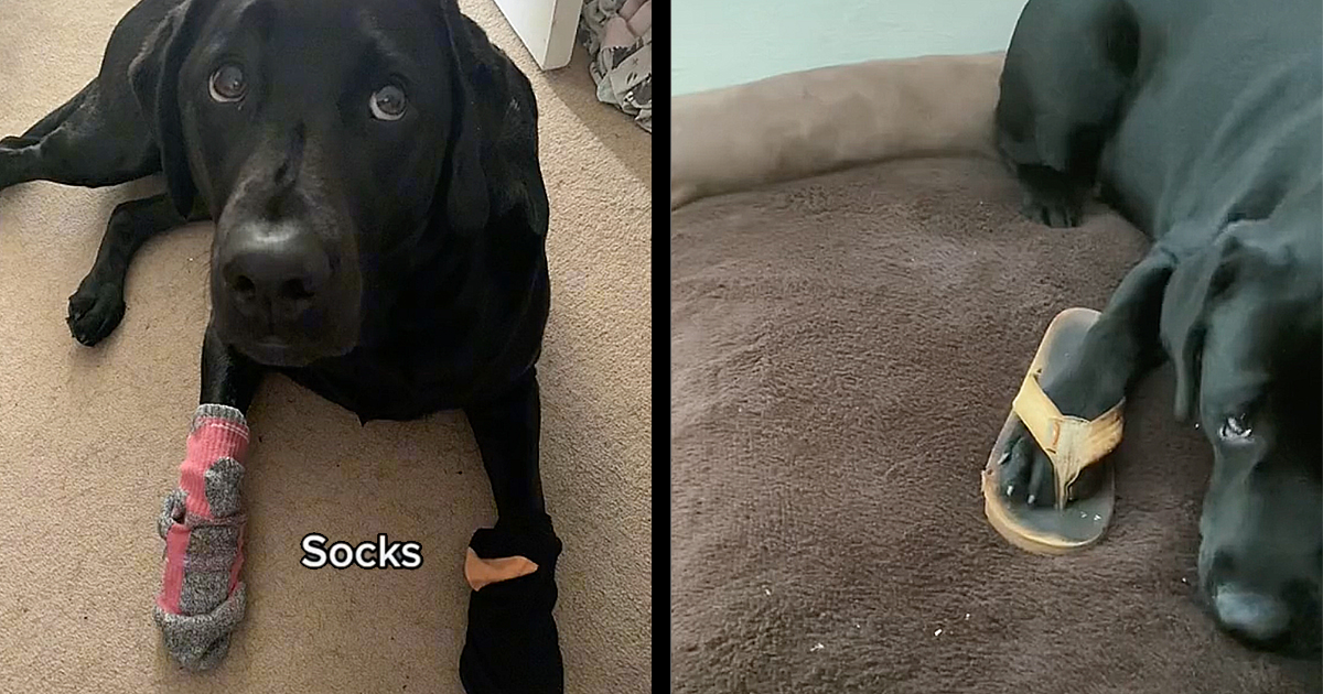 Why Does My Puppy Steal My Clothes