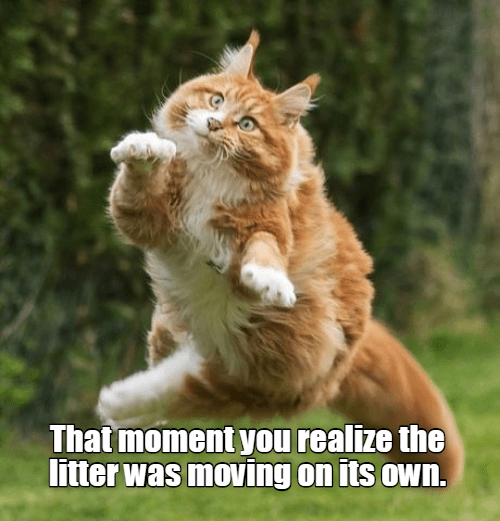 The moment - Lolcats - lol | cat memes | funny cats | funny cat ...