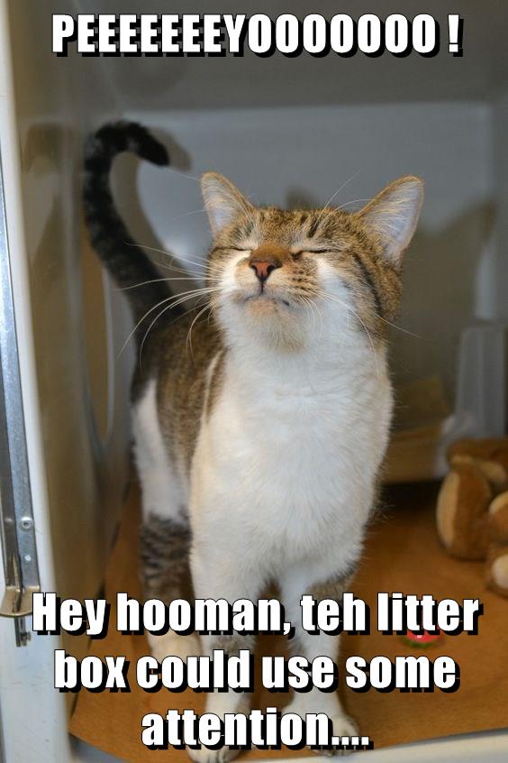 Peeeeeeeyooooooo ! - Lolcats - Lol 