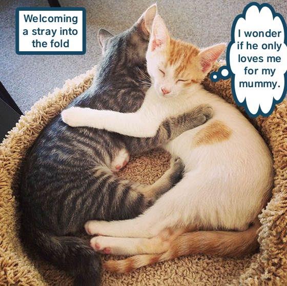 Welcoming a stray - Lolcats - lol | cat memes | funny cats | funny cat ...