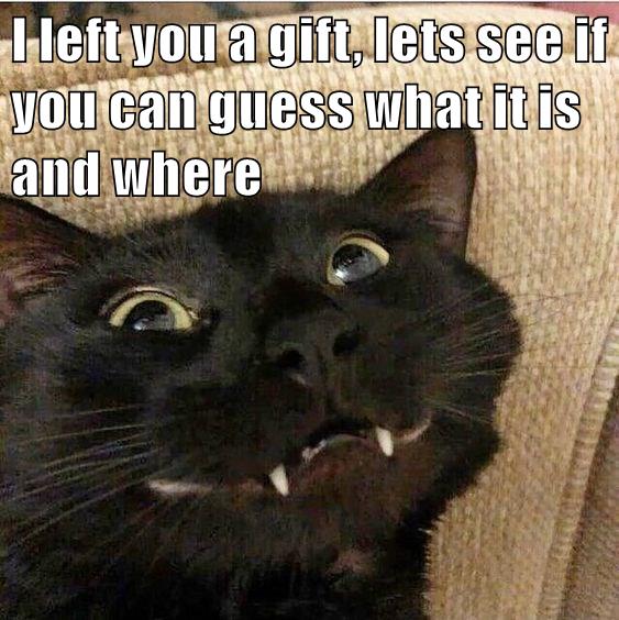 The Guessing game - Lolcats - lol | cat memes | funny cats | funny cat ...