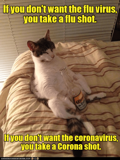 flu cat meme