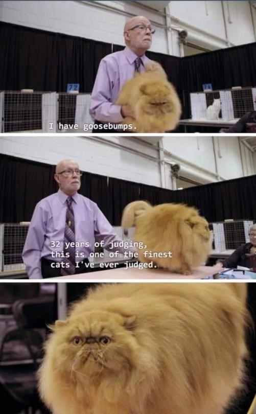 So excited I Can Has Cheezburger?