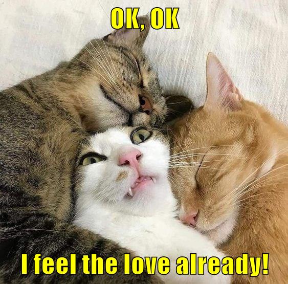 OK, OK Lolcats lol cat memes funny cats funny cat pictures