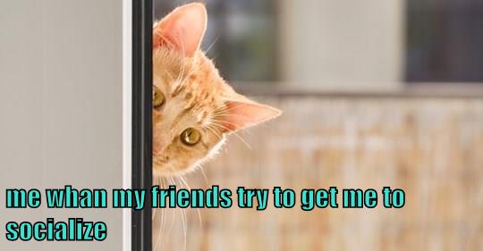 Me socializing - Lolcats - lol | cat memes | funny cats | funny cat ...