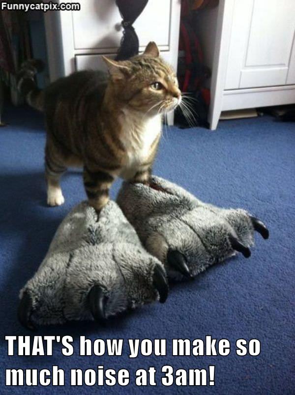 THAT'S how you make so much noise at 3am! - Lolcats - lol | cat memes