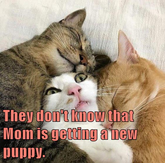 They don't know - Lolcats - lol | cat memes | funny cats | funny cat ...