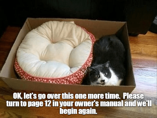 Let's start from scratch - Lolcats - lol | cat memes | funny cats ...