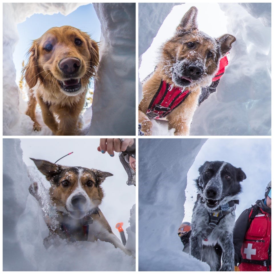 The faces of Avalanche rescue dogs I Can Has Cheezburger?