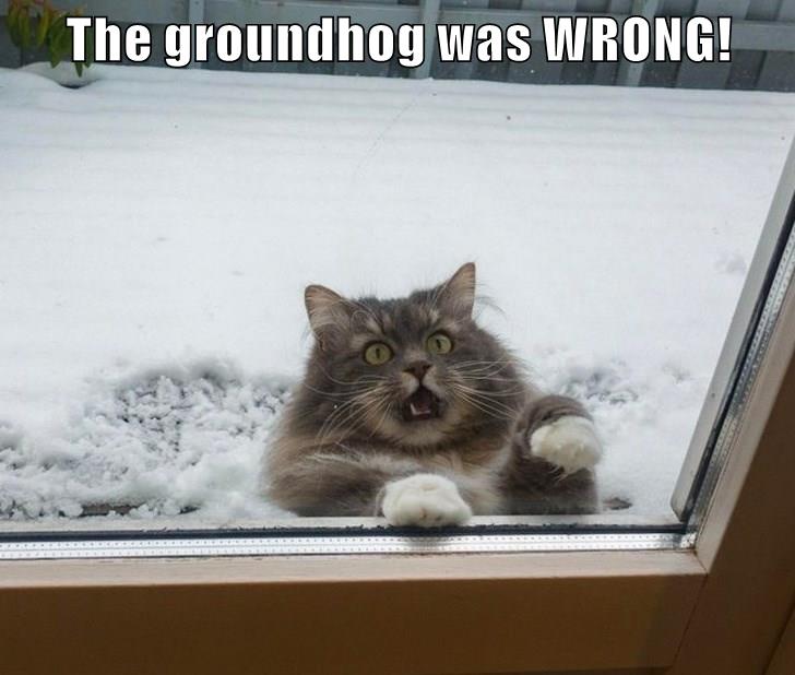 groundhog day cat memes