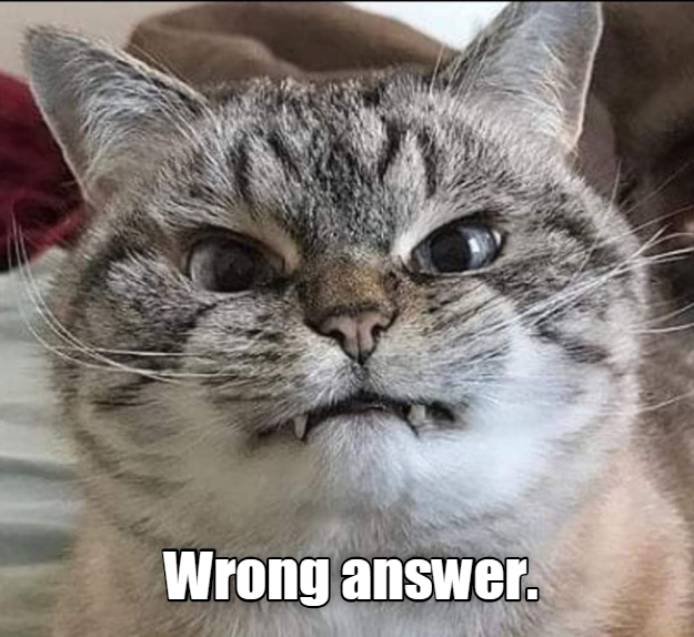 Wrong answer Lolcats lol cat memes funny cats funny cat