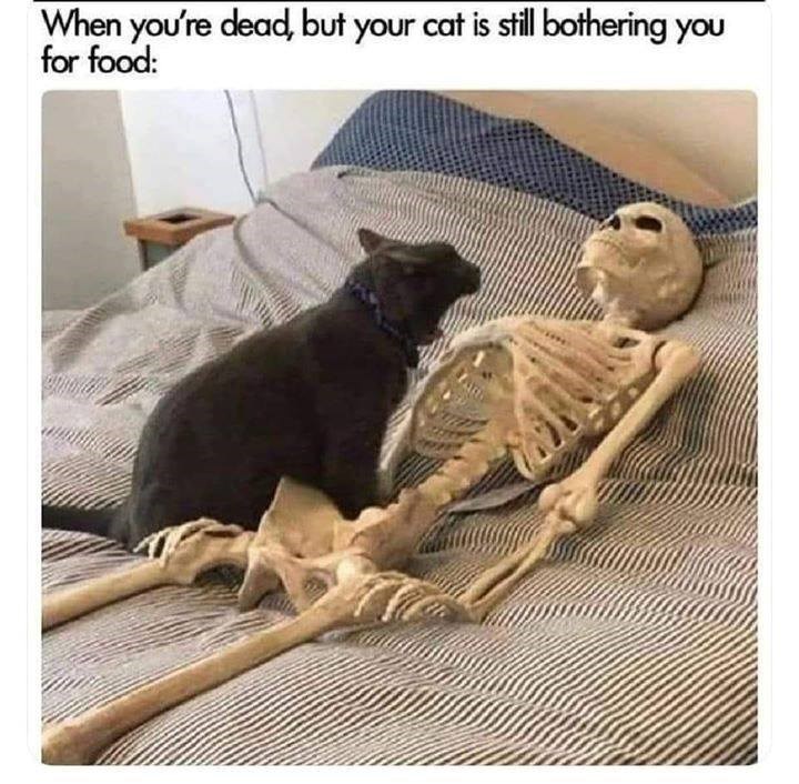 It's time to wake up I Can Has Cheezburger?