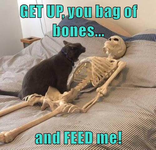 FEED me! - Lolcats - lol | cat memes | funny cats | funny cat pictures