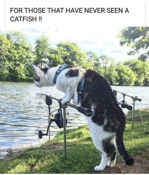 Catfish i can has cheezburger 