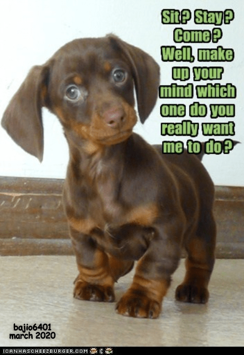 YOU'RE SO CONFUSING - I Has A Hotdog - Dog Pictures - Funny pictures of ...