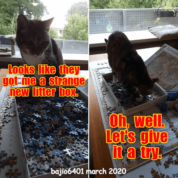 THEY GAVE UP PUZZLES AFTER THIS Lolcats lol cat memes funny