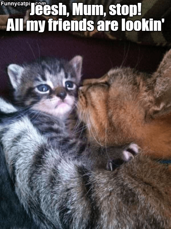 MUM! - Lolcats - lol | cat memes | funny cats | funny cat pictures with ...