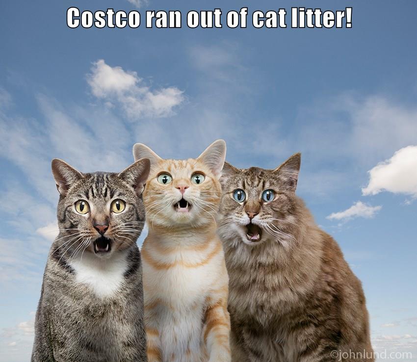 Costco ran out of cat litter! - Lolcats - lol | cat memes | funny cats ...