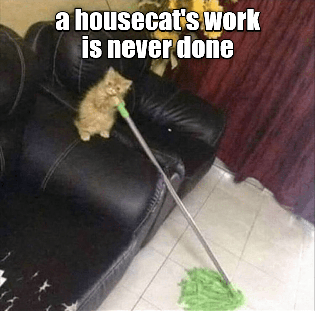 A housecat's work is never done - Lolcats - lol | cat memes | funny ...