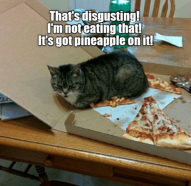 What a waste of perfectly good pizza... - Lolcats - lol | cat memes ...