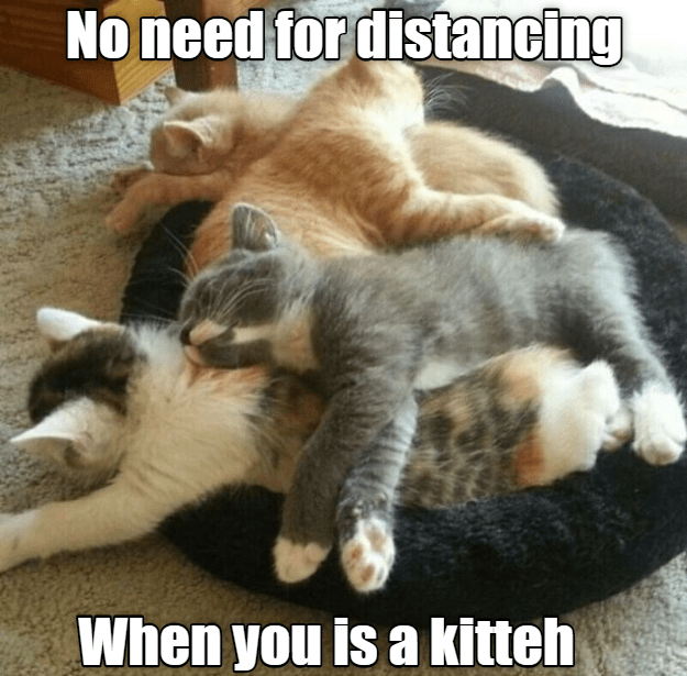 Cuddle Puddle - Lolcats - lol | cat memes | funny cats | funny cat ...