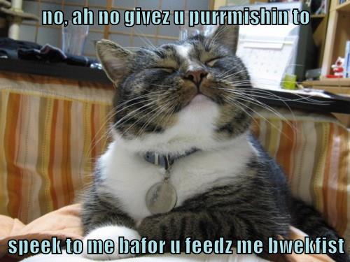 No purrmishin for you! - Lolcats - lol | cat memes | funny cats | funny ...