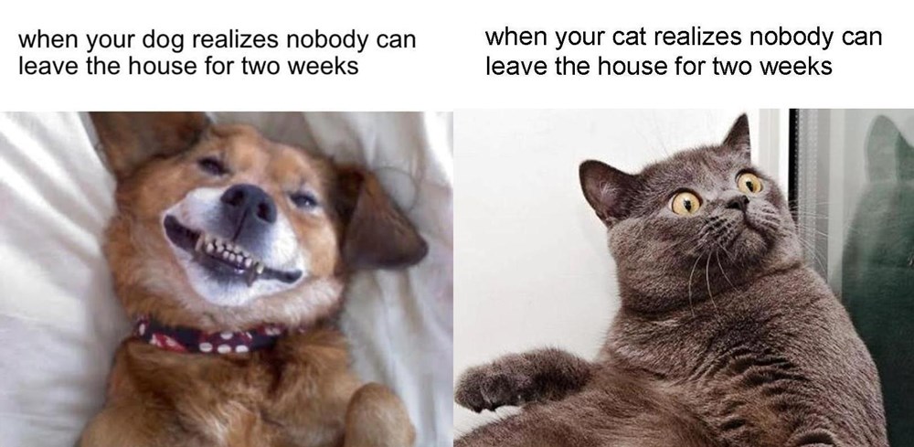 Cat VS Dog - Lolcats - lol | cat memes | funny cats | funny cat