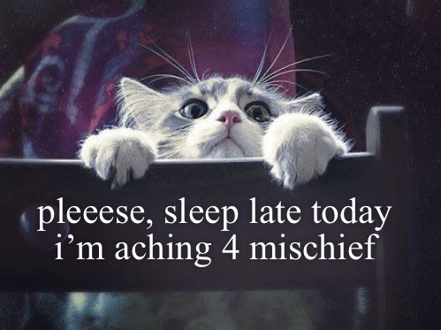 Pleeeese Sleep A Little Longer - Lolcats - lol | cat memes | funny cats ...