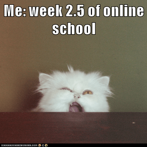 Me: week 2.5 of online school - Lolcats - lol | cat memes | funny cats ...