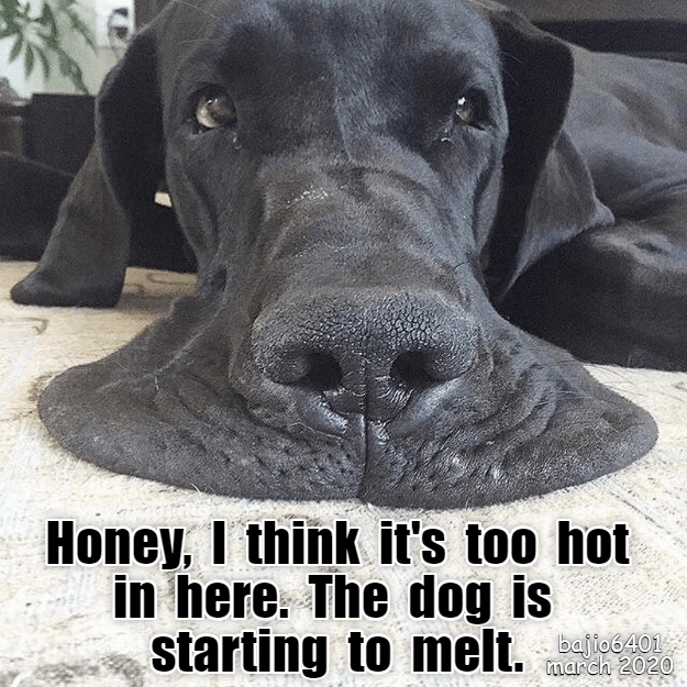 turn-the-heat-down-i-has-a-hotdog-dog-pictures-funny-pictures-of