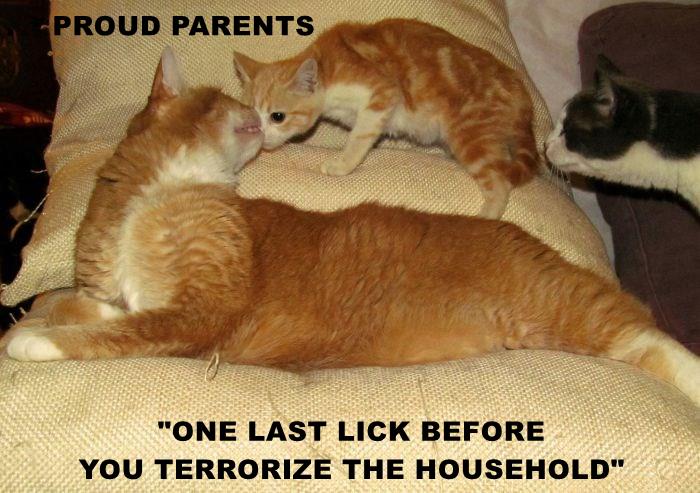 PROUD PARENTS - Lolcats - lol | cat memes | funny cats | funny cat ...