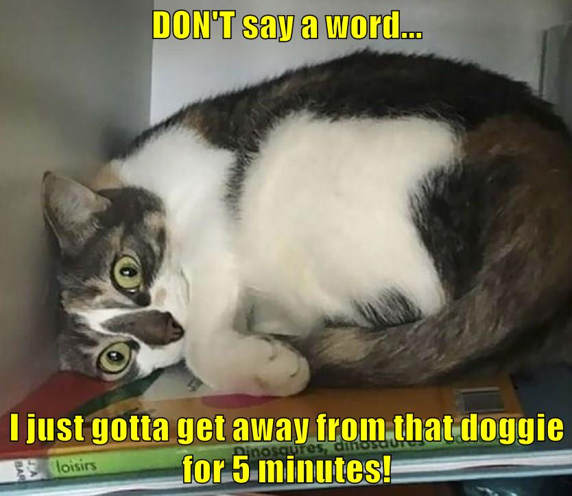 DON'T say a word... - Lolcats - lol | cat memes | funny cats | funny ...