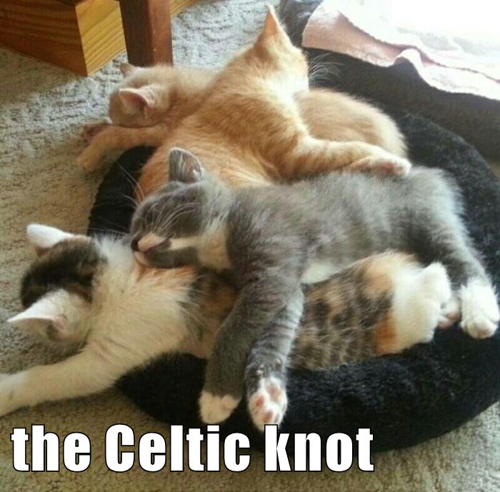 The Celtic knot Lolcats lol cat memes funny cats funny cat