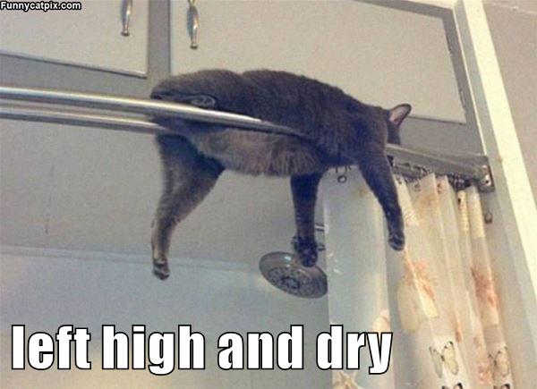 Left high and dry - Lolcats - lol | cat memes | funny cats | funny cat ...