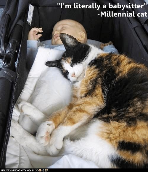 "I'm literally a babysitter" Lolcats lol cat memes funny cats