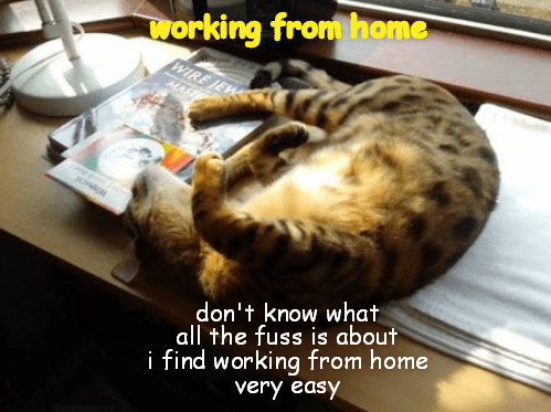 Working From Home - Lolcats - lol | cat memes | funny cats | funny cat ...