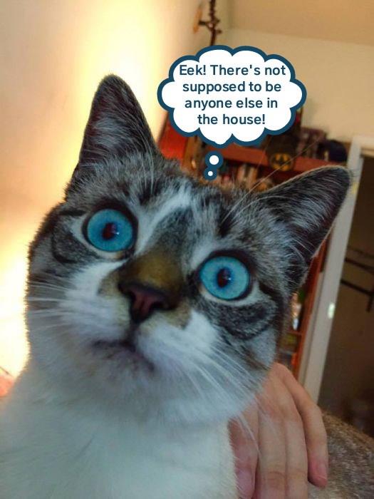 Humans are on vacation! - Lolcats - lol | cat memes ...