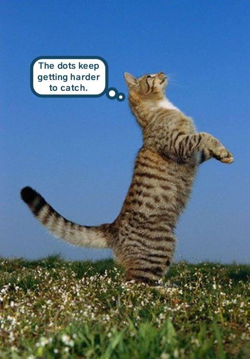 That's a long leap - Lolcats - lol | cat memes | funny cats | funny cat ...