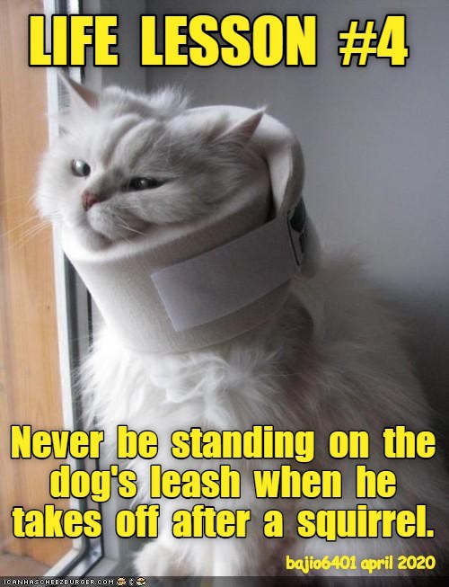 Kitteh Life Lessons - Lolcats - Lol 