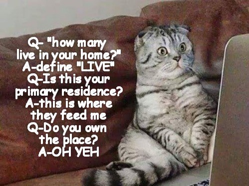 Your Kitteh & Your Census Form - Lolcats - lol | cat memes | funny cats ...