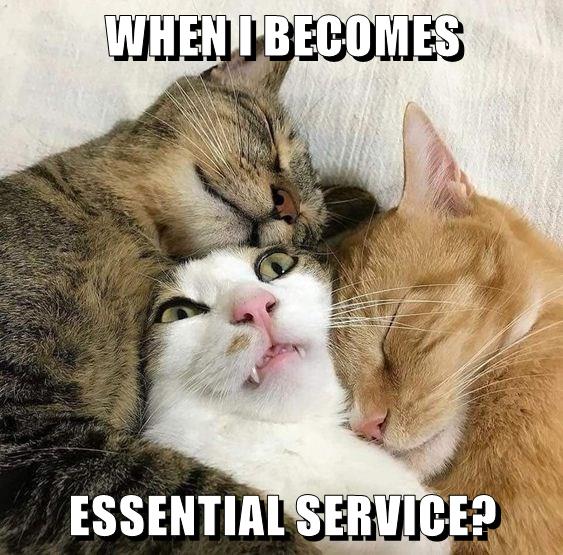 WHEN I BECOMES ESSENTIAL SERVICE? - Lolcats - lol | cat memes | funny ...